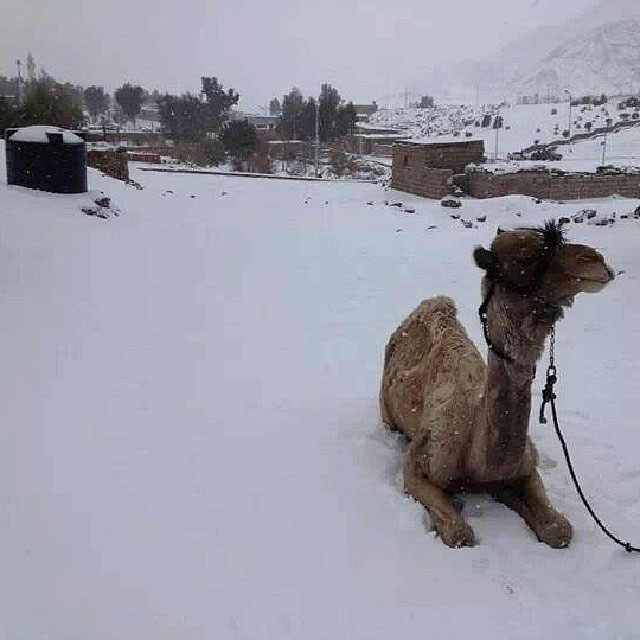snow in cairo egypt december 2013 (2)