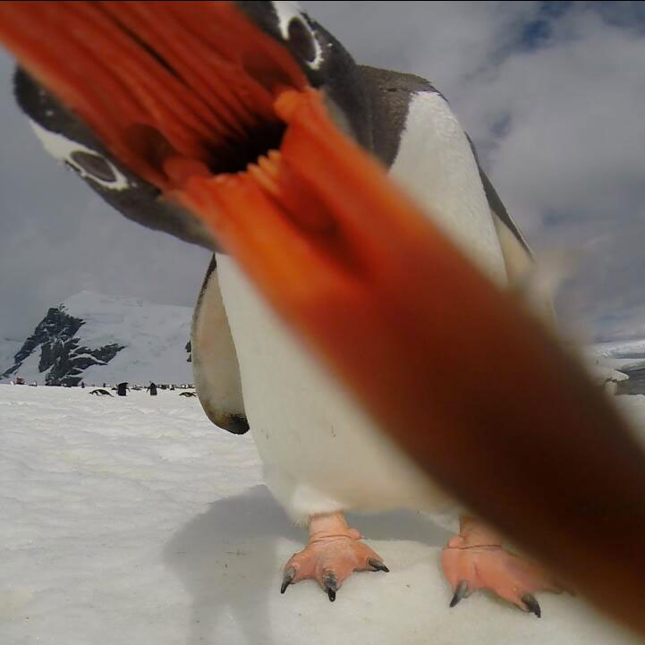 when penguins-attack-go-pro-close-up-of-mouth