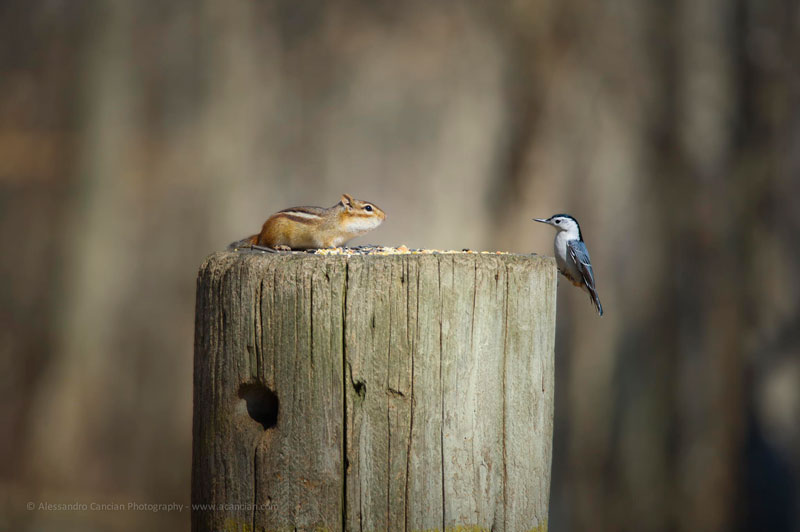 bird chipmunk meet standoff The Sifters Top 75 Pictures of the Day for 2014