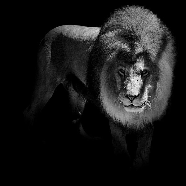 black and white fine art animal portraits by lukas holas (10)