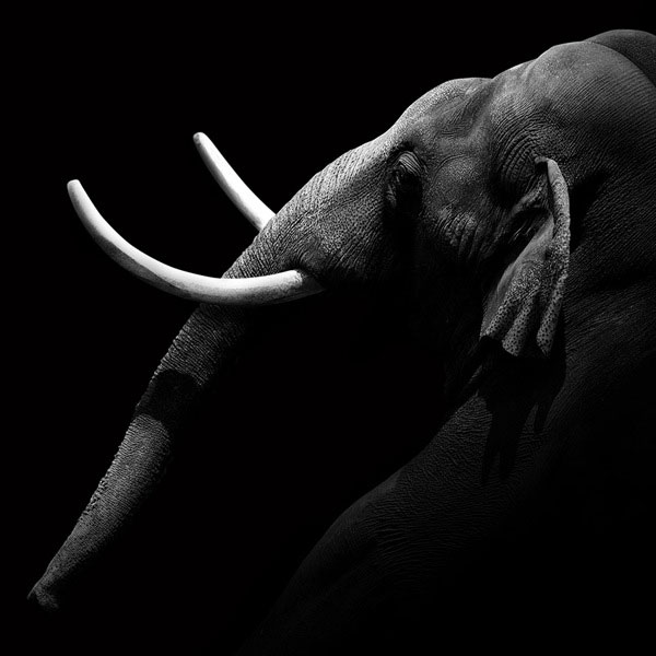 black and white fine art animal portraits by lukas holas (5)