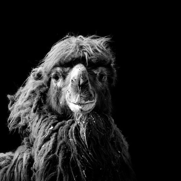 Black and White Animal Portraits in Breathtaking Detail » TwistedSifter