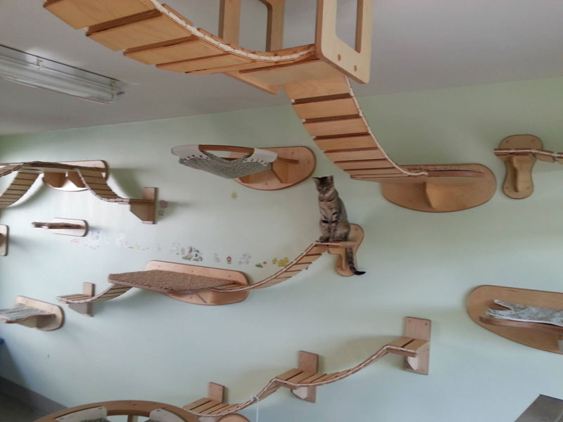 ceiling furniture for cats by goldatze gold paw (11)
