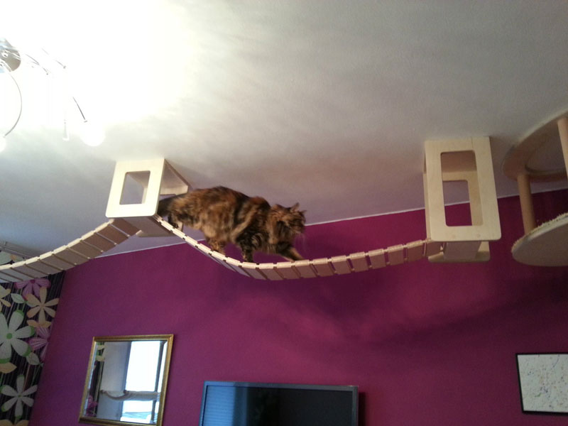 ceiling furniture for cats by goldatze gold paw (14)