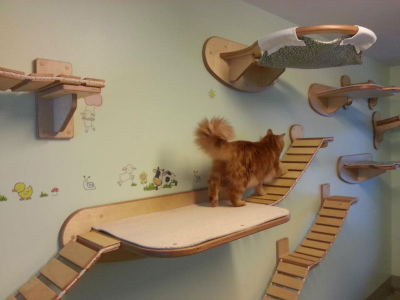ceiling furniture for cats by goldatze gold paw (2)