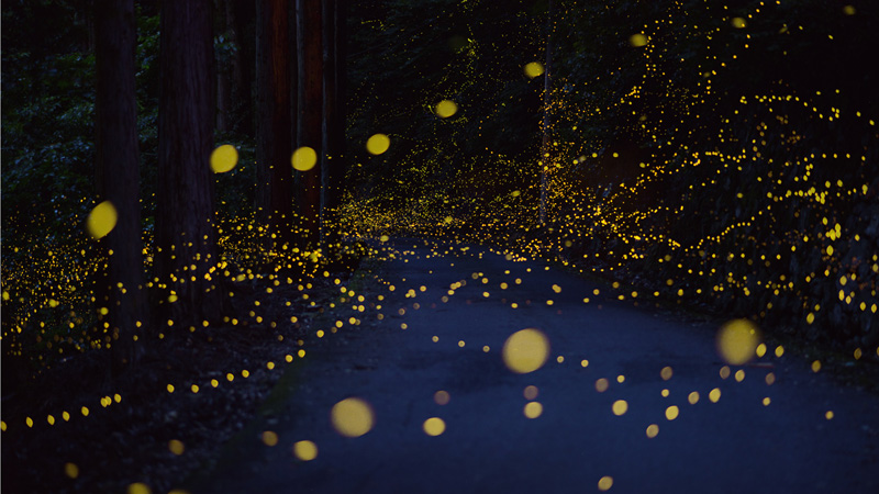long exposure photos of fireflies at night tsuneaki hiramatsu 1 Playing with the Moon by Laurent Laveder