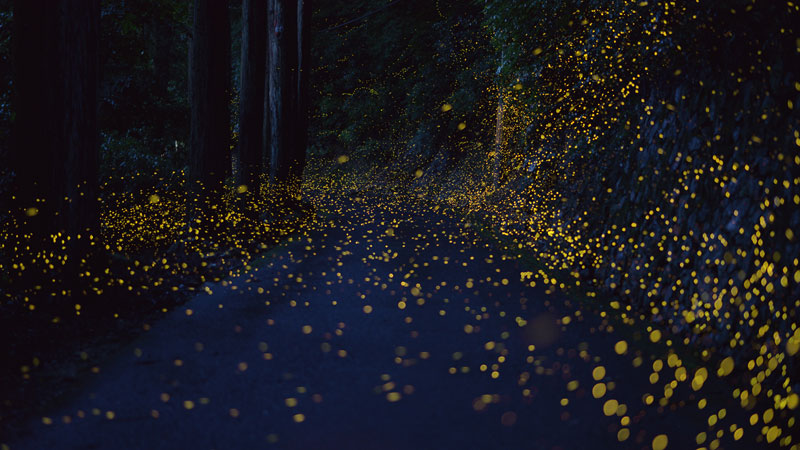 long-exposure-photos-of-fireflies-at-night-Tsuneaki Hiramatsu (10)