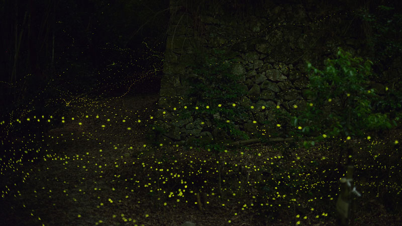 long-exposure-photos-of-fireflies-at-night-Tsuneaki Hiramatsu (2)