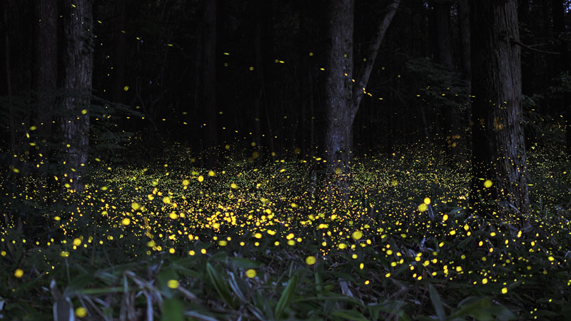 long-exposure-photos-of-fireflies-at-night-Tsuneaki Hiramatsu (4)