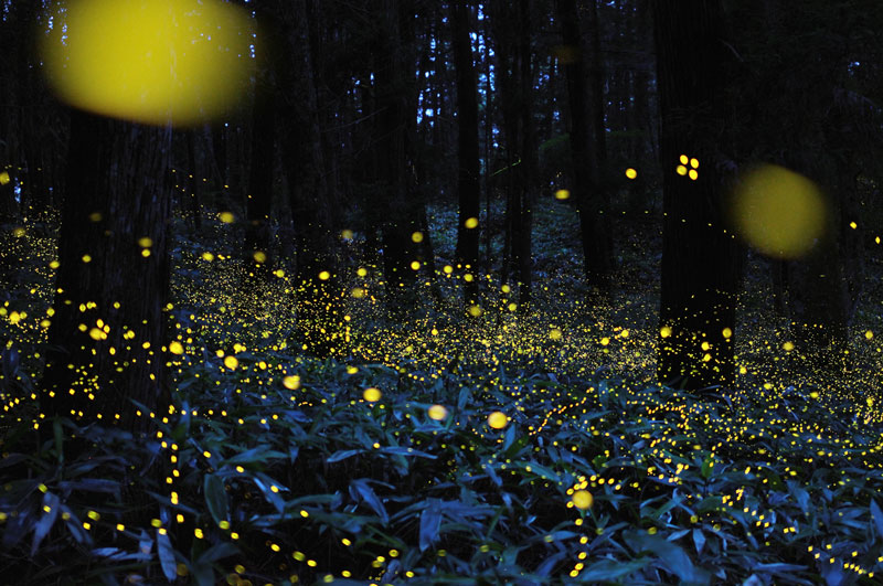 long exposure photos of fireflies at night tsuneaki hiramatsu 5 Artists Create a Bioluminescent Forest Using Projectors