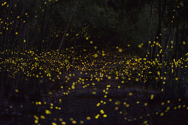long-exposure-photos-of-fireflies-at-night-Tsuneaki Hiramatsu (7)