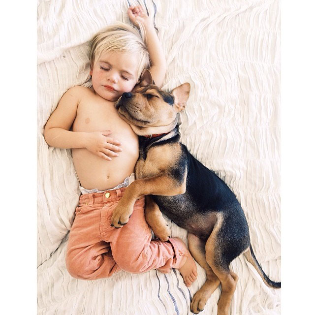 toddle naps with puppy theo and beau instagram (10)