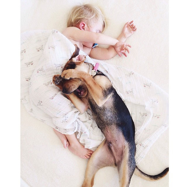 toddle naps with puppy theo and beau instagram (17)