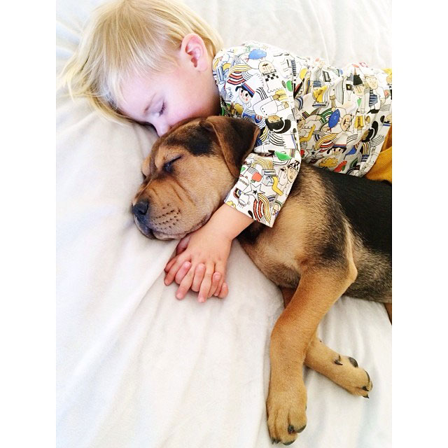 toddle naps with puppy theo and beau instagram (19)