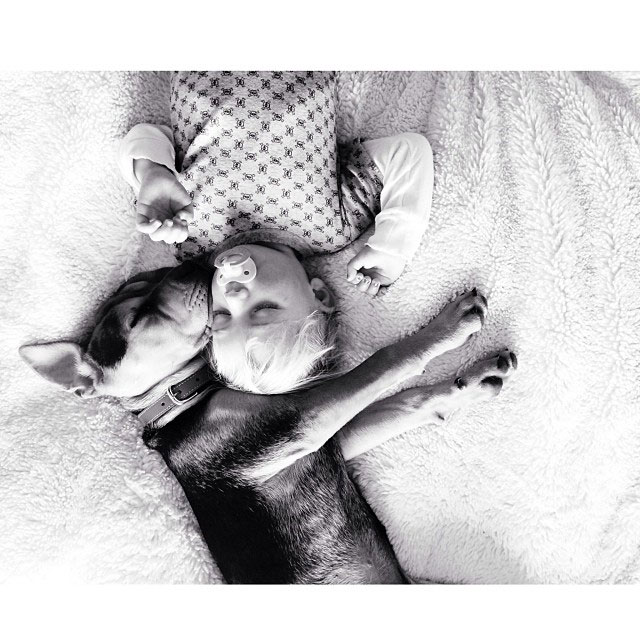 toddle naps with puppy theo and beau instagram (8)