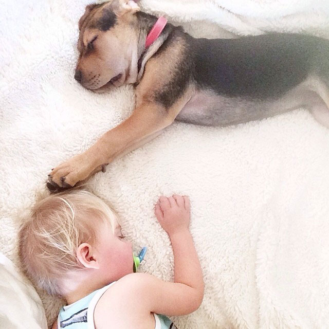 toddle naps with puppy theo and beau instagram (9)