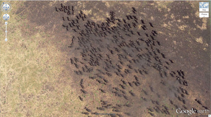 buffalo herd google earth 21 Satellite Photos of Earth that Will Give you a Fresh Perspective
