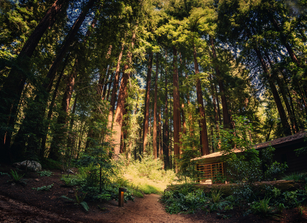 cabin-in-glen-oaks-big-sur-surrounded-by-redwoods-trey-ratcliff (2)