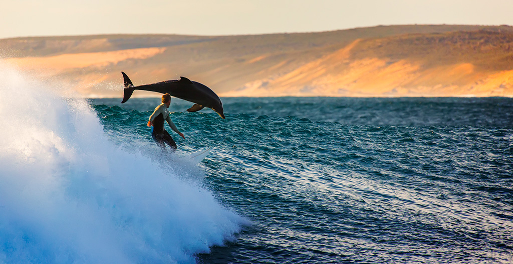 dolphin and surfer riding waves by matt hutton (1)