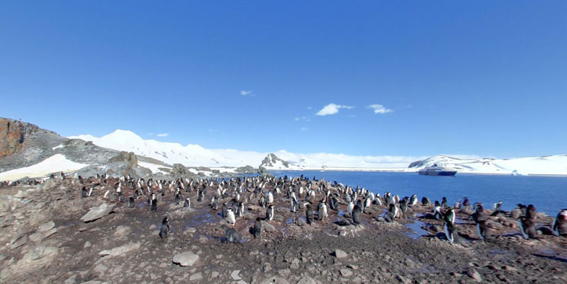 half moon island antarctica chinstrap penguins 2 Exploring Antarctica with Google Street View
