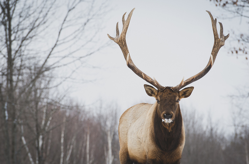 majestic elk portrait with snow on his face