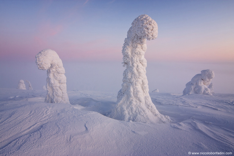 snow covered trees finnish lapland apod by niccolo bonfadini