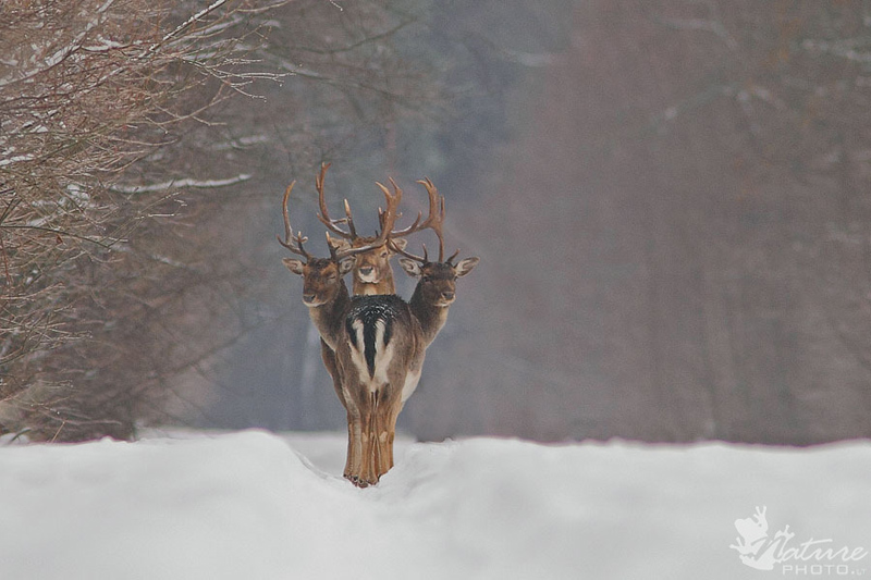three deer perfect timing Picture of the Day: Deer Oh Deer Oh Deer