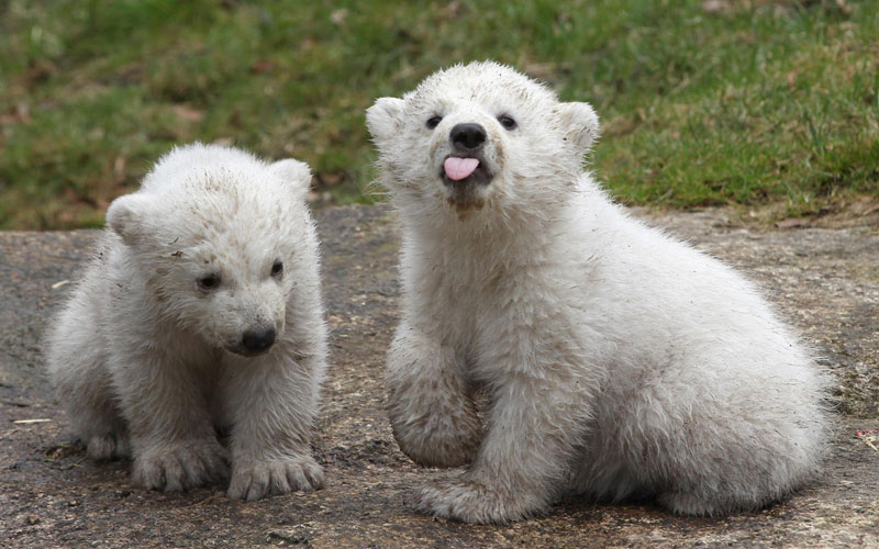 baby polar bears sticking tongue out The Shirk Report   Volume 259