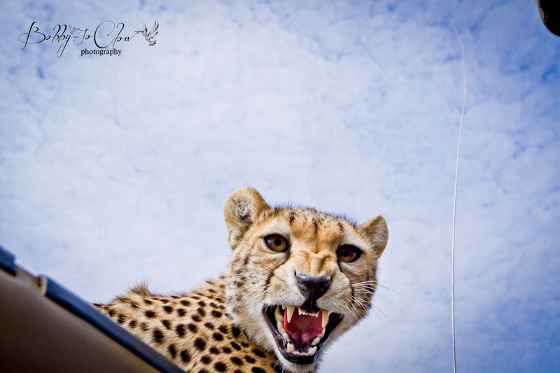close encounter with a curious cheetah (1)