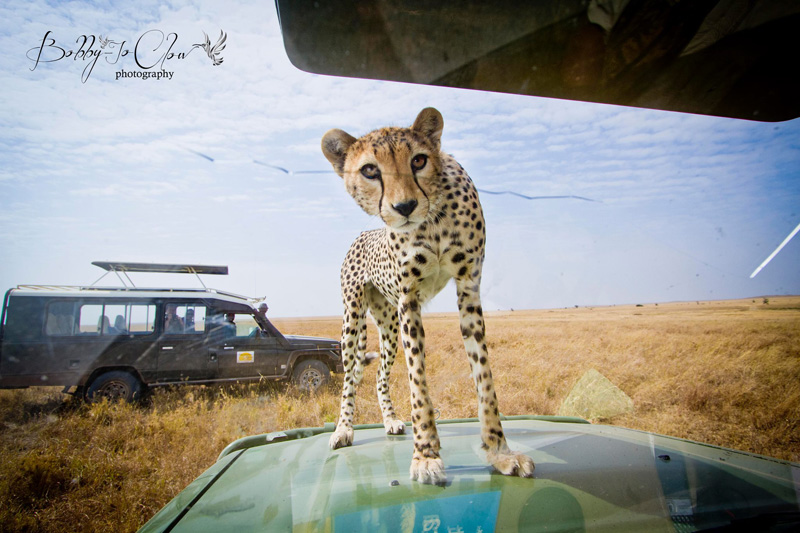 close encounter with a curious cheetah (2)