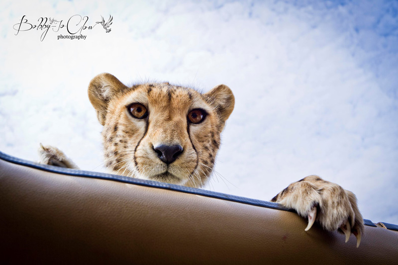 close encounter with a curious cheetah (3)