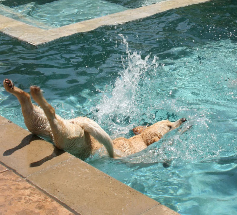 dog diving into water funny perfect timing The Shirk Report   Volume 257