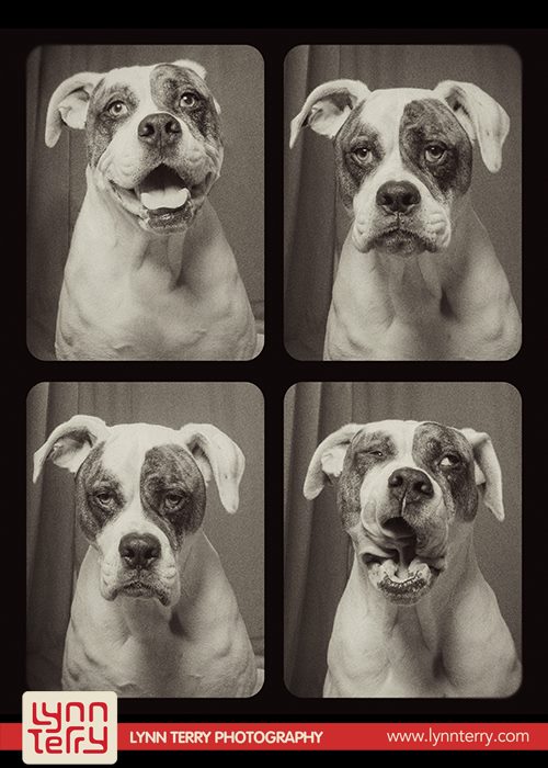 dogs in photo booths by lynn terry (1)