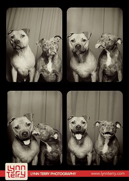 dogs in photo booths by lynn terry 11 Portraits of Puppies Mid Shake