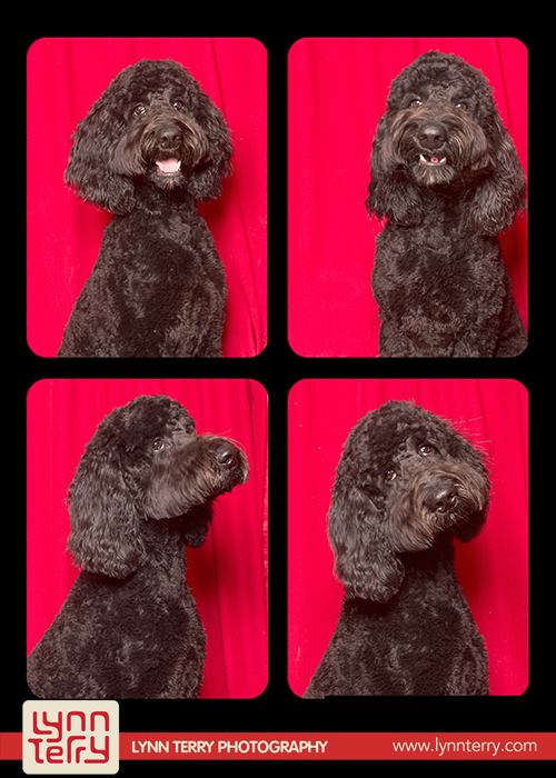 dogs in photo booths by lynn terry (2)