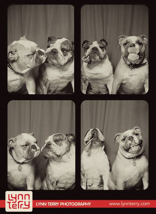 dogs in photo booths by lynn terry (3)