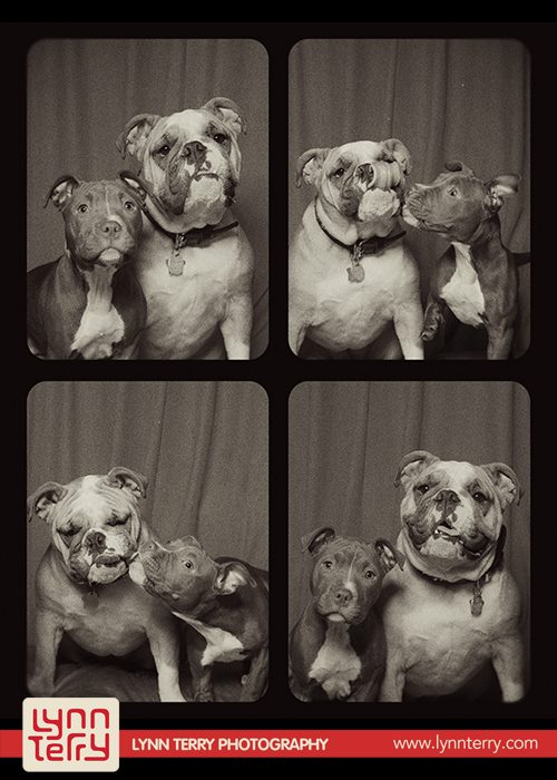 dogs in photo booths by lynn terry (6)