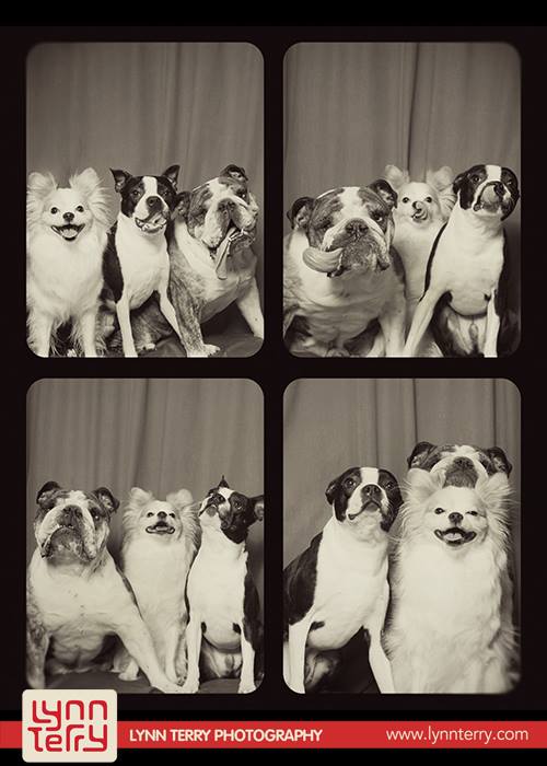 dogs in photo booths by lynn terry (7)
