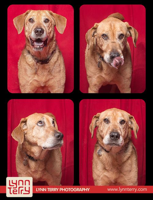 dogs in photo booths by lynn terry (8)