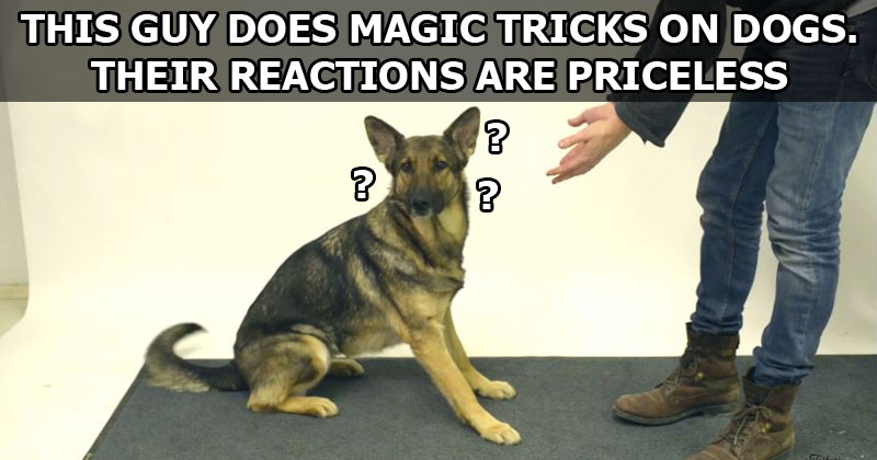 MAGIC-TRICKS-FOR-DOGS-VIDEO