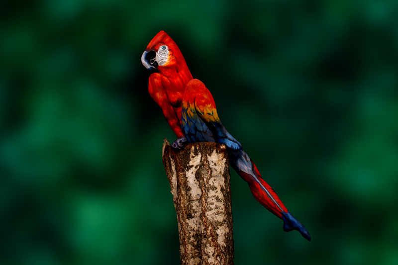 parrot body painting by johannes stotter (1)