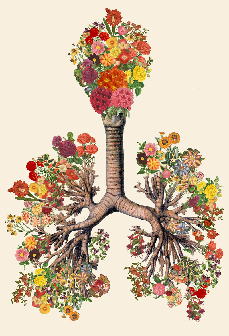 surreal anatomical collages by travis bedel aka bedelgeuse (4)