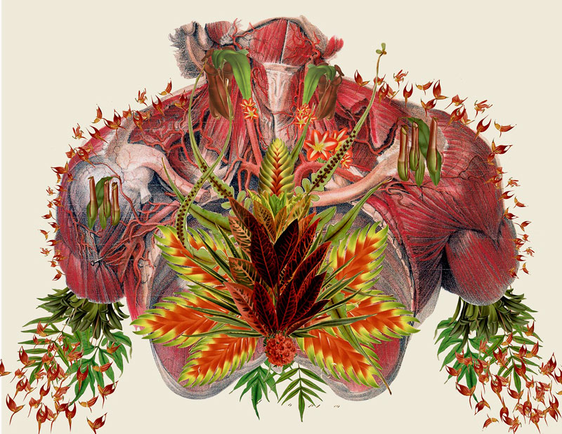 surreal anatomical collages by travis bedel aka bedelgeuse (5)