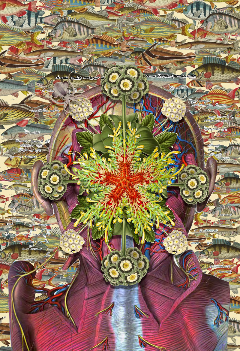 surreal anatomical collages by travis bedel aka bedelgeuse (7)