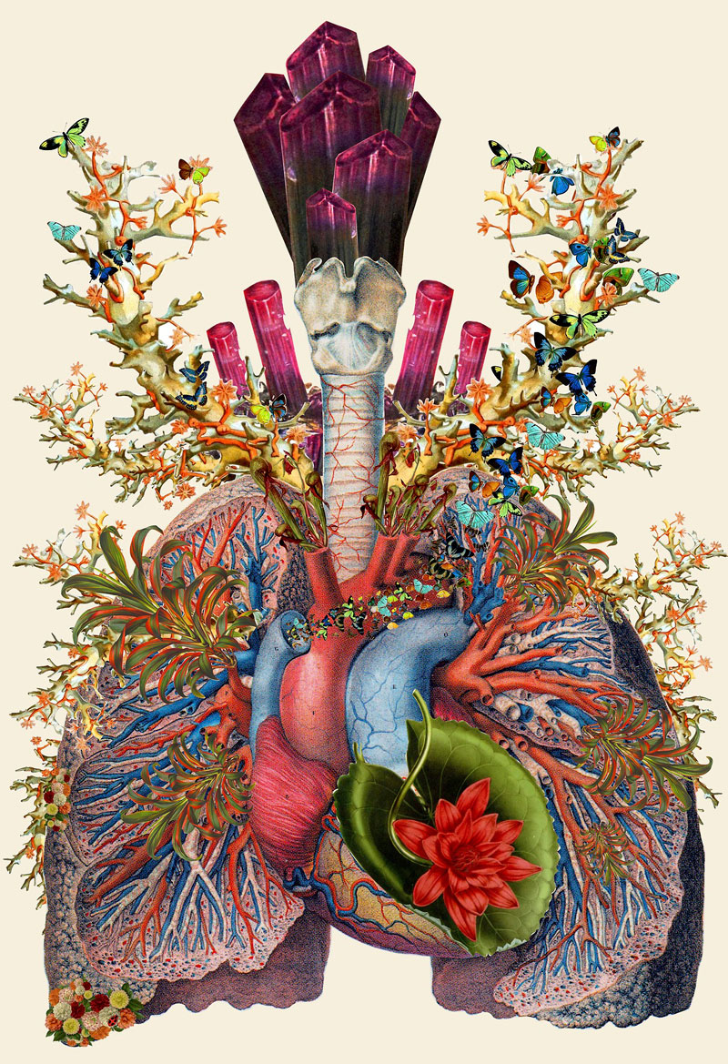 surreal anatomical collages by travis bedel aka bedelgeuse (8)