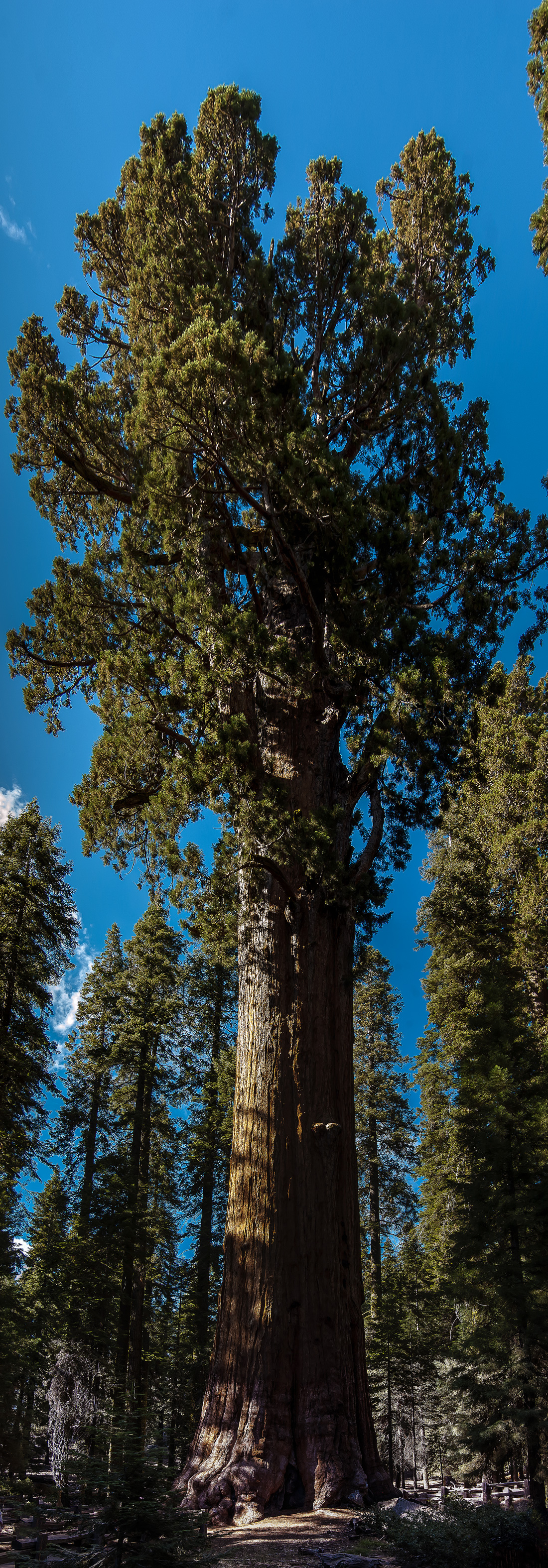 United_States-California_-_Sequoia_National_Park_-_General_Sherman_Tree_-_Panorama