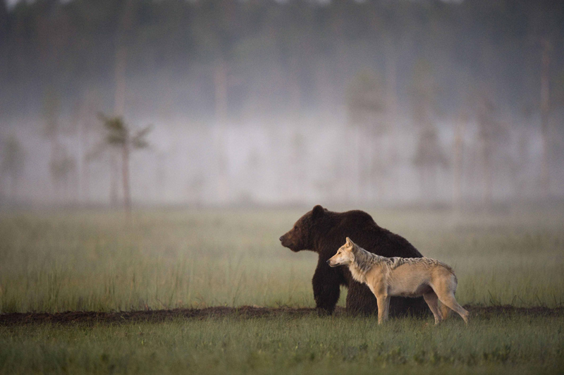 bear and wolf odd couple by lassi rautiainen Highlights from the 2015 Nat Geo Traveler Photo Contest