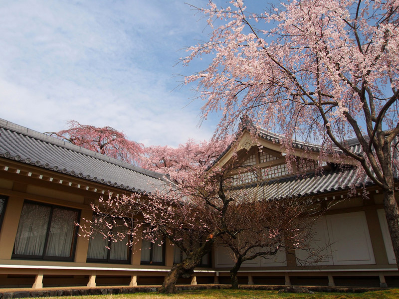 cherry blossoms daigoji temple kyoto japan 2014 Picture of the Day: Cherry Blossoms in Kyoto