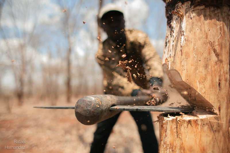 close up of axe chopping tree rafael hernandez Picture of the Day: When Axe Meets Wood