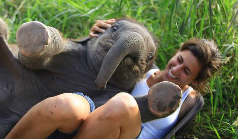 cute baby elephant The Shirk Report   Volume 260